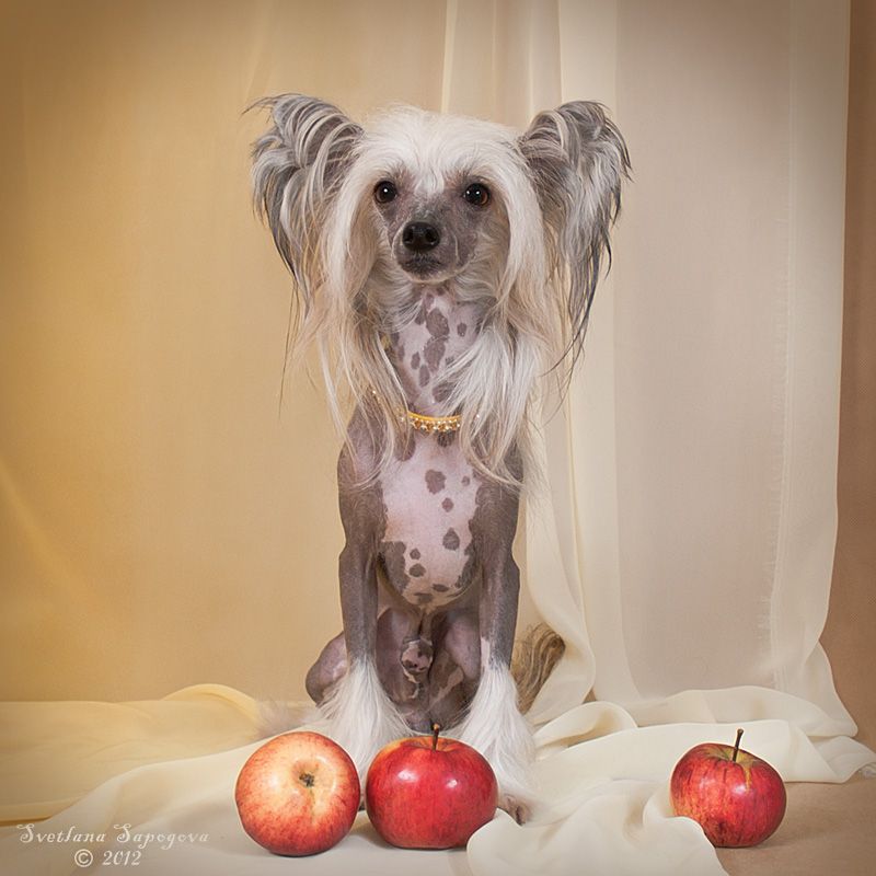 Rus Crimson Empaer Patrik