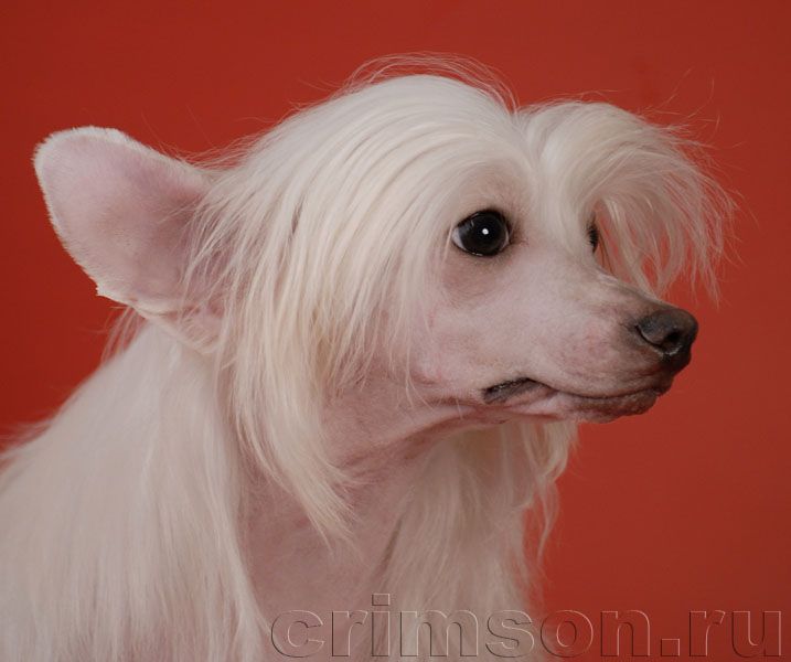 Rus Crimson Empaer Play With Me