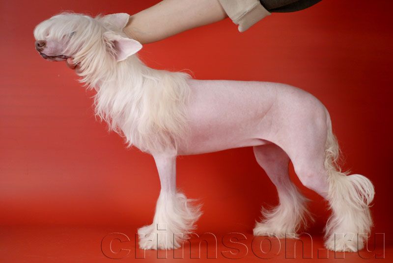 Rus Crimson Empaer Precious Pearl