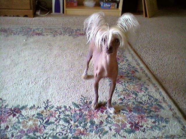 Thorndale's Dragons Fire HL