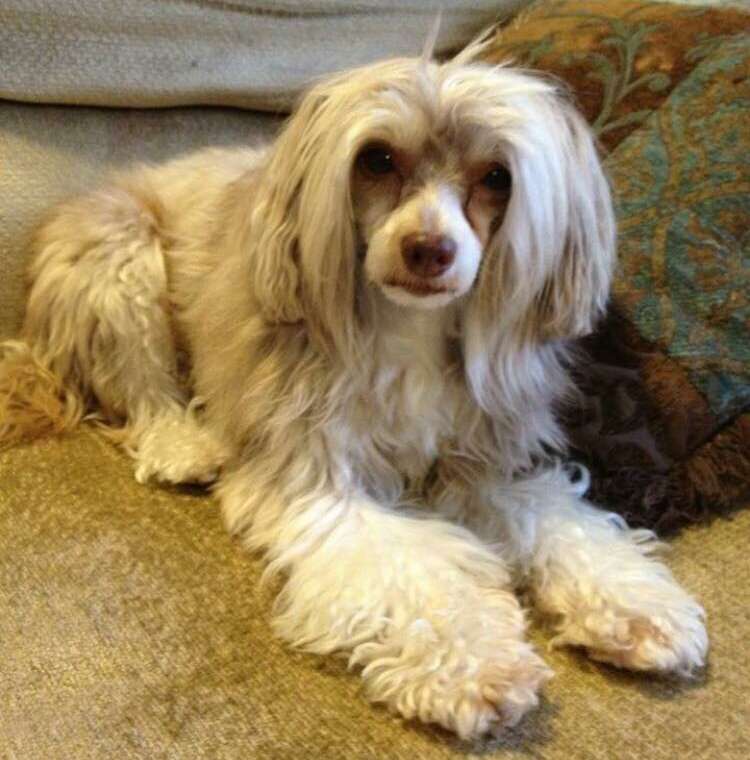 Madam Mosielle Mia Of Rcrested