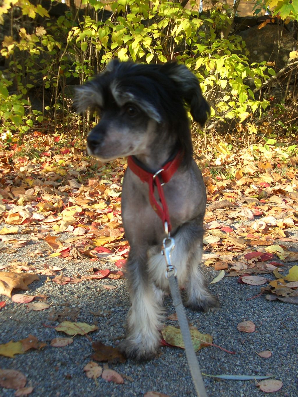 Kejsaren Av Kina Man In Black