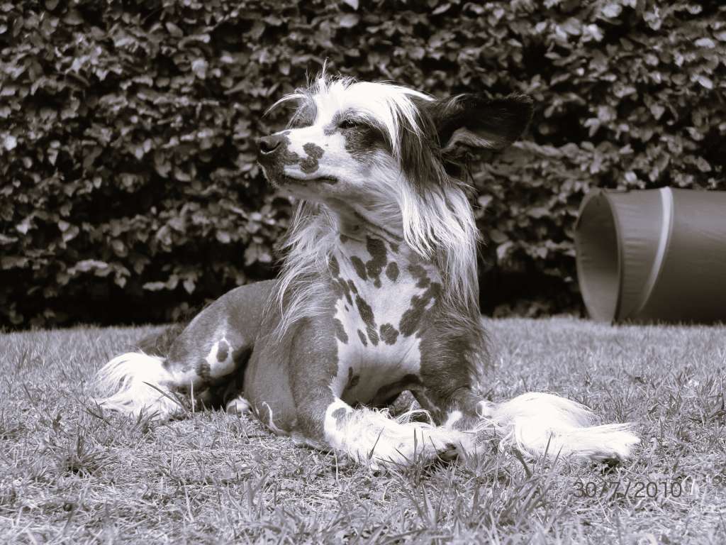 May's mile  Falsetto