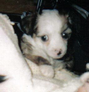 Philandiane Seeres Of Kell