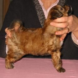 Ecclestone du Galop du Globe