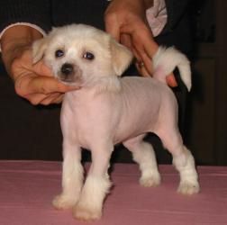 Enigme du Galop du Globe