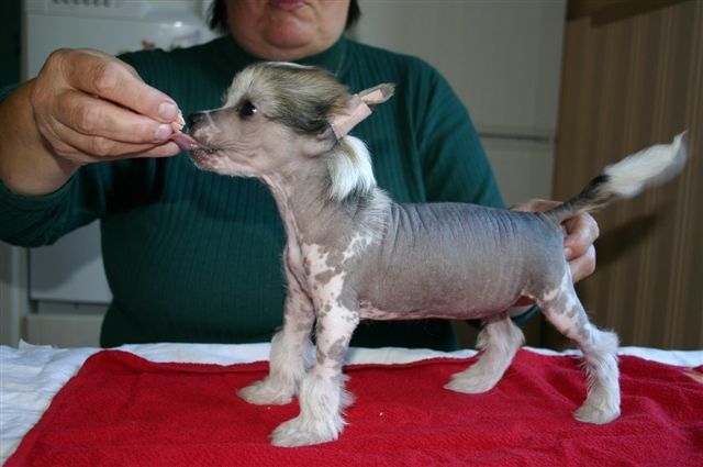 Zhannel's Deep Purple