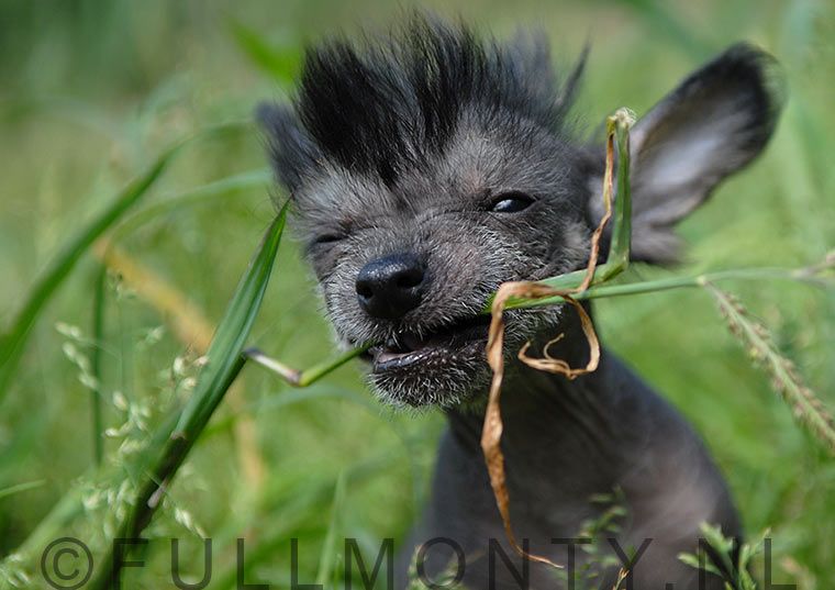 Full Monty Determined to Try