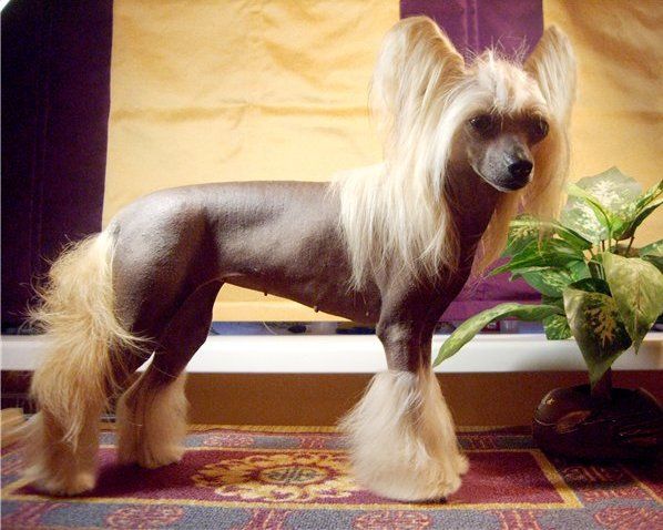 Evelina from Magic Land