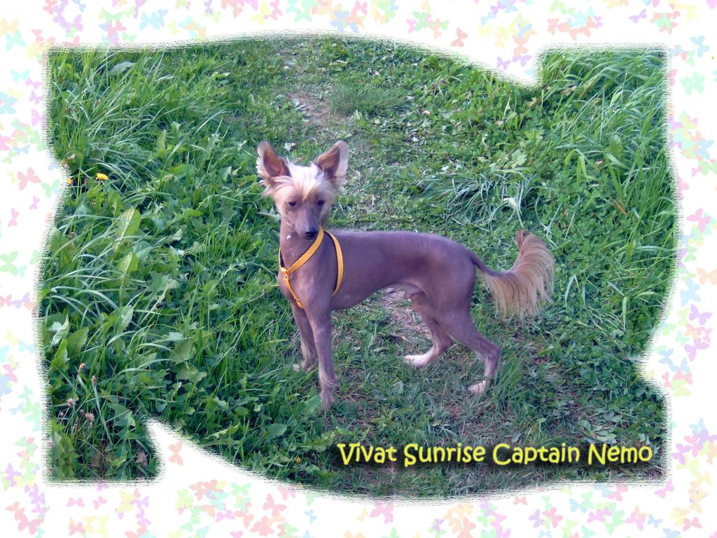 Vivat Sanraiz Captain Nemo