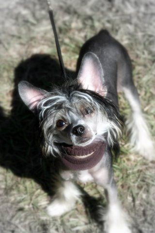 Aragon's Whatever Lola Wants Lola Gets