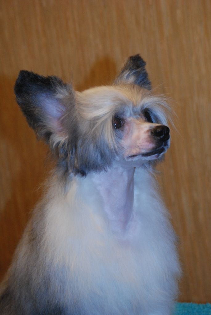 Fantastik Kashmir Javenta Show