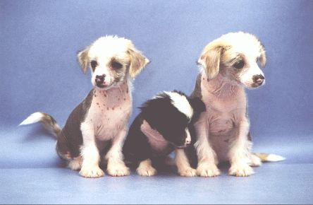 Black Betania Ankadi