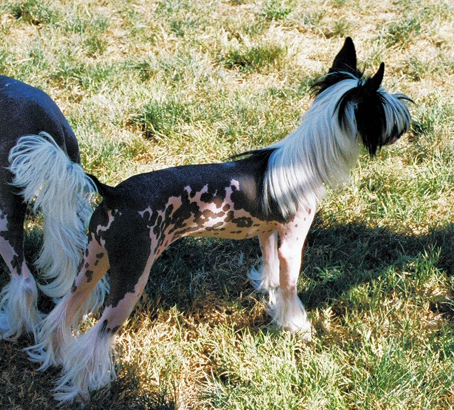 Sanuchar Feel Free at Jazlin