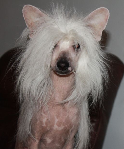 Lustalver's Lunny Svet