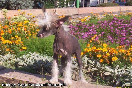 Kado Kitaiski Potselui Eminim