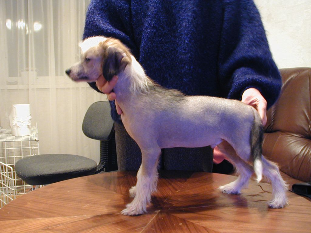 Li-Yola Rembrandt Rouber Zlat