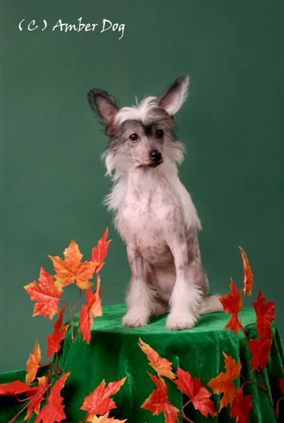 Rouber Balt Florida Li