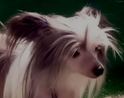 Hairicane V Topshelf Pony Boy