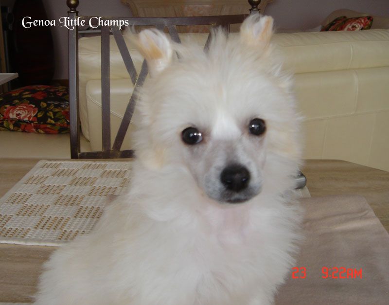 Genoa City Little Champs