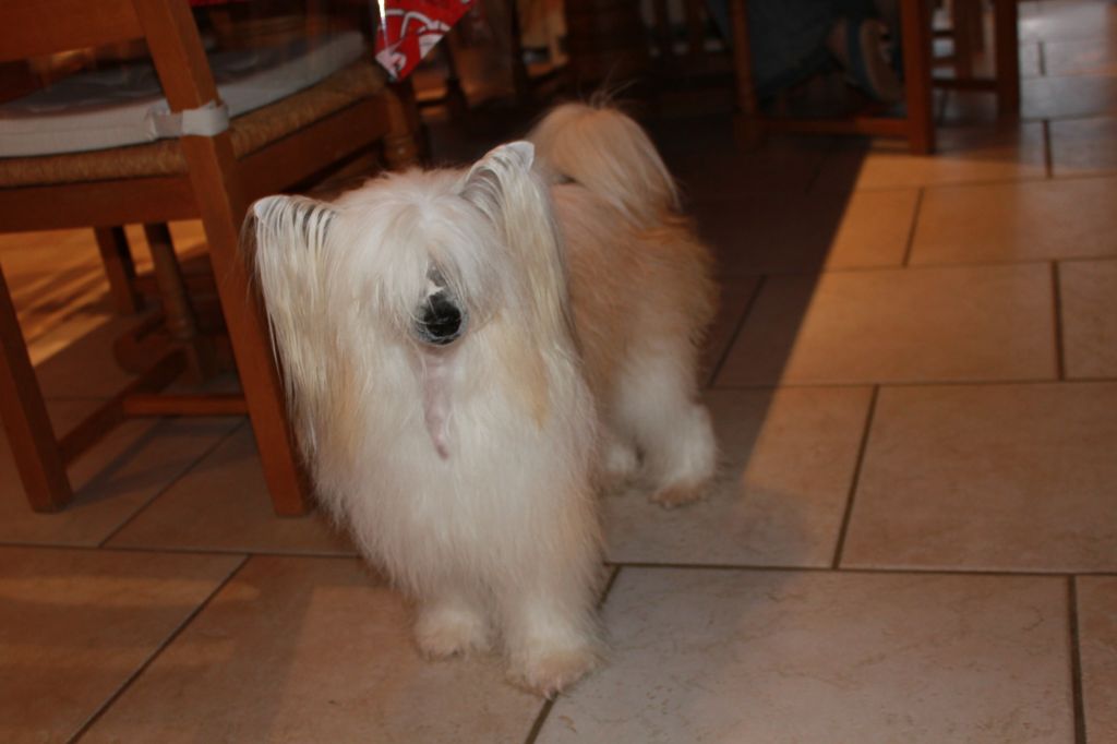 Goldie Little Champs