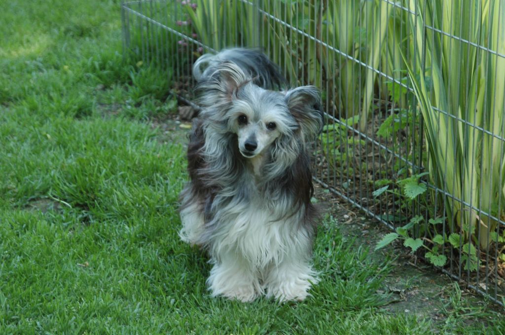 Gogo Girl Little Champs