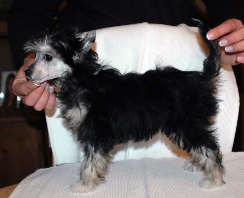 Glory Girl Little Champs