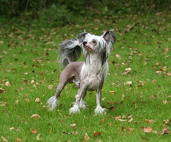 Joyway's Unicorn Magic