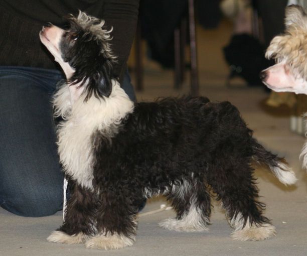 Joyway's Unicorn Love