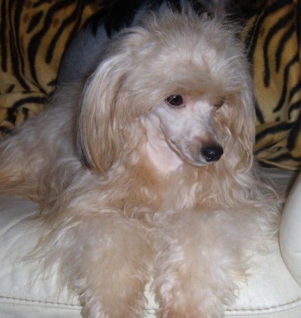 Magic Dream Gavany's Bohemia 