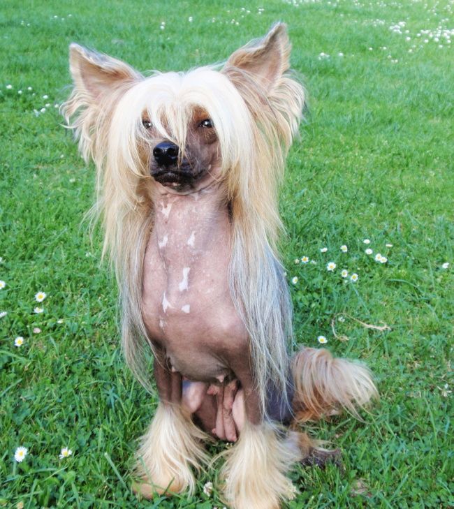 Mai Tai Gavany's Bohemia