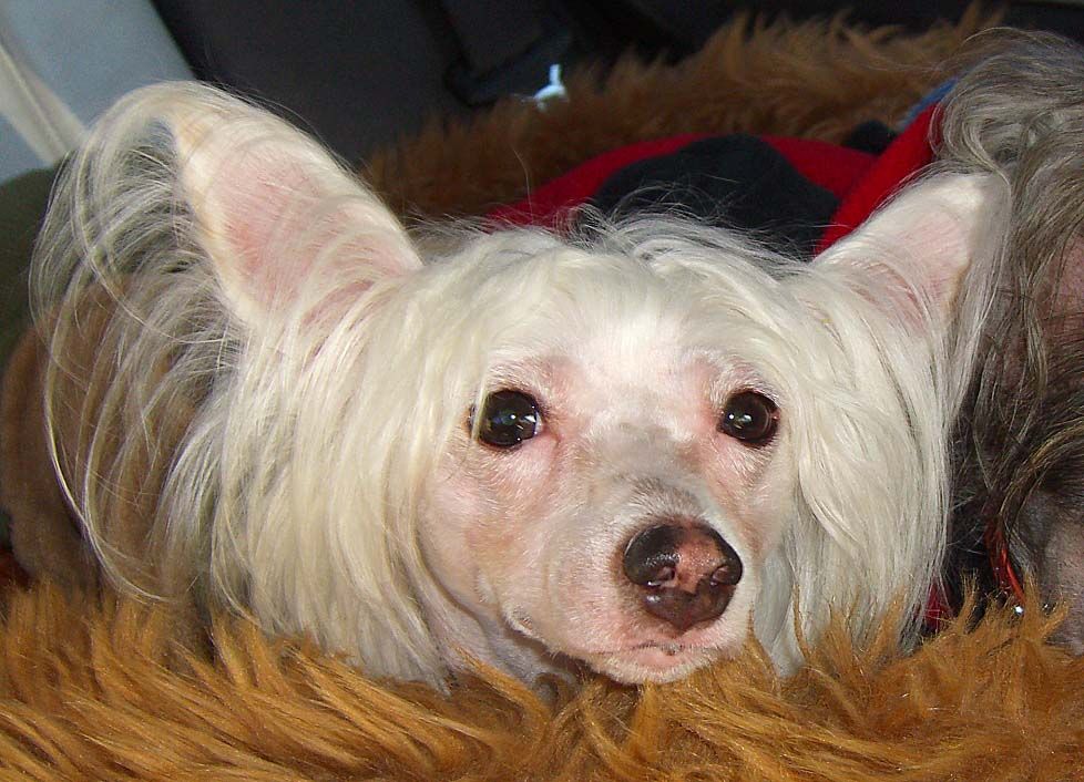 Sweet Honey Mézi To Wonderful Wind Of Dream's