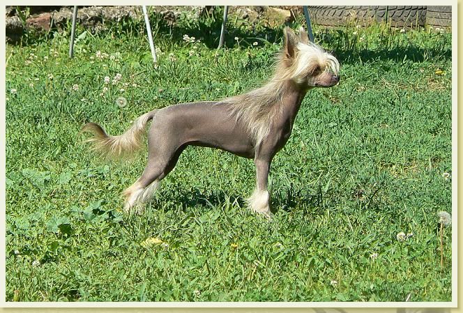 Szölöhegyi Frida Forti