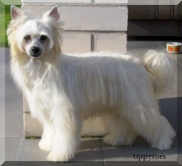 Welsy Queen Favonius