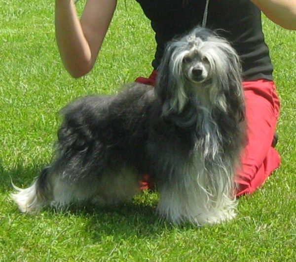 Zeus Mali Zmaj