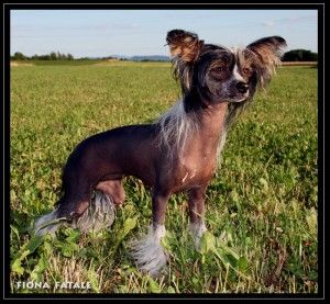 Fiona Fatale Hvezda Ostravy