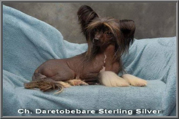 Daretobebares Sterling Silver