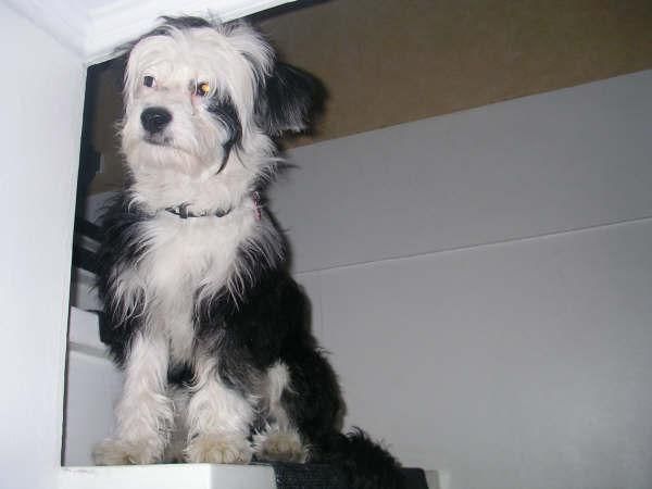 Brunius Absolute First