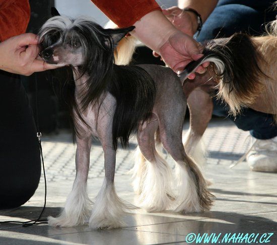 Appasionato Alix Appleberry