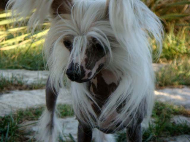 Oriental Jokes Carpe Diem