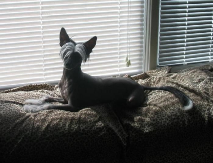 Doghouse MiniMite Gardine