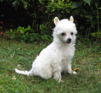 Jewels Sweet Georgia Peach