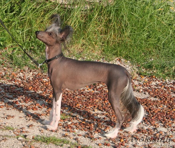 Fidjii Blue Dandy Mate