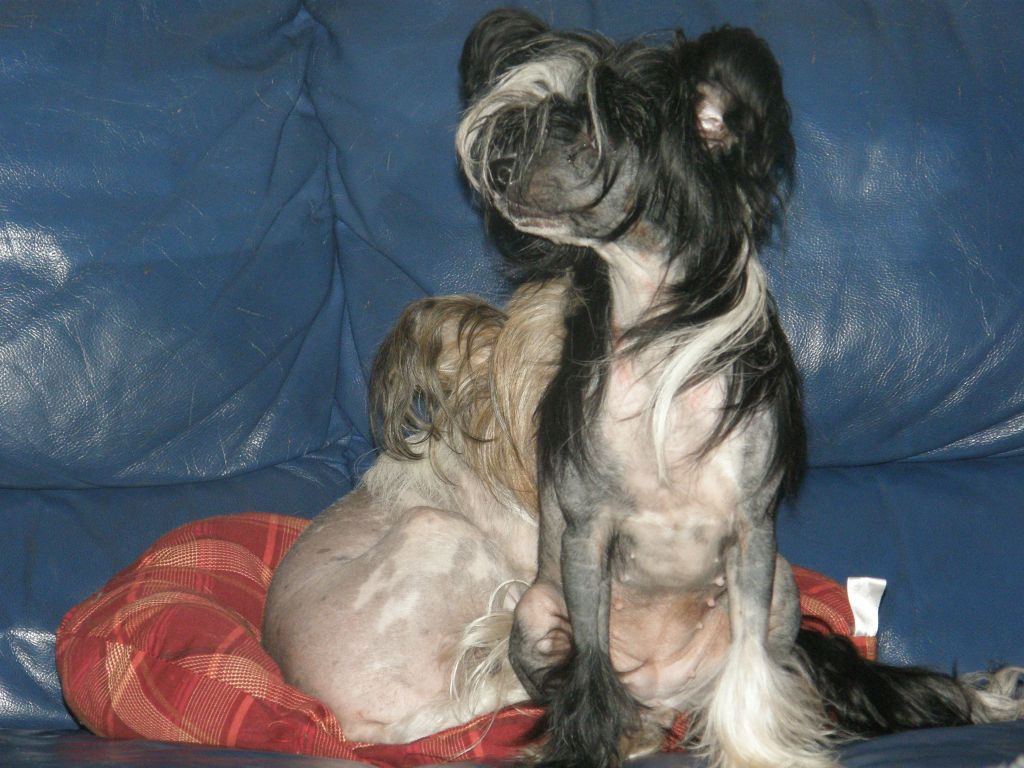 Lambada B'Aajlla Sub-O-Divo