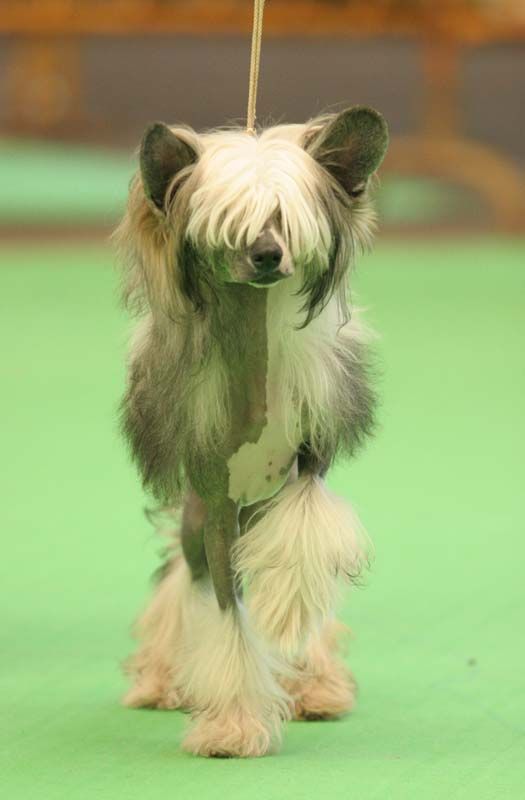 Angel Look Great Mystifier