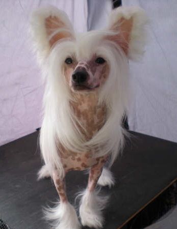 Proud Pony Me Myself And I