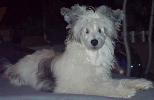 Gamla Bodens Mini Guinevere