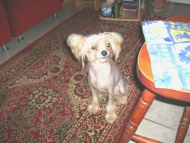 Xeba von Schloss Neuschwanstein