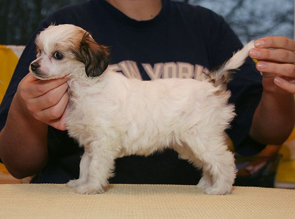 Flagstones Arctic Pony 