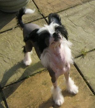 Hitmonchan Party Crasher